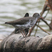 Spotted Sandpiper