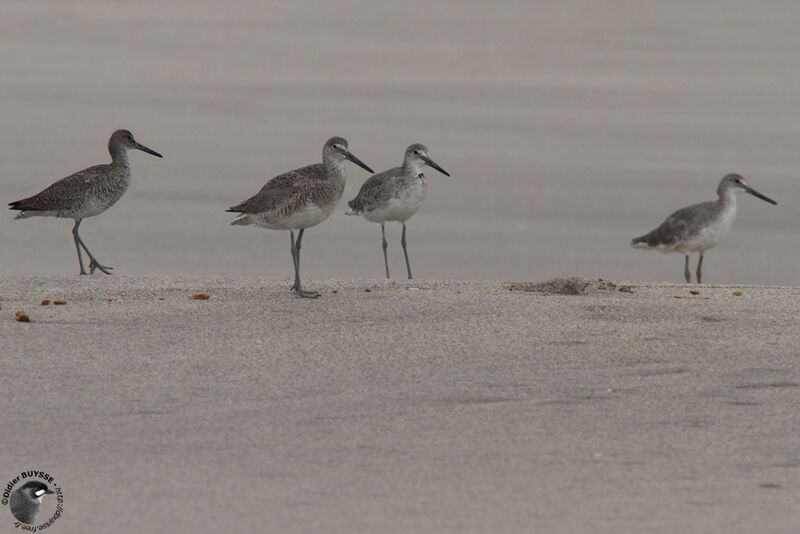 Willet, identification