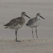 Willet