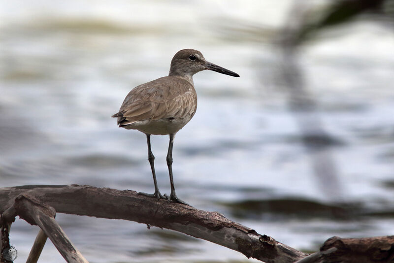 Willet, identification