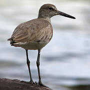 Willet