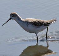 Marsh Sandpiper