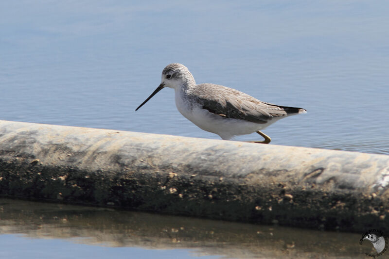 Marsh Sandpiperadult post breeding, identification