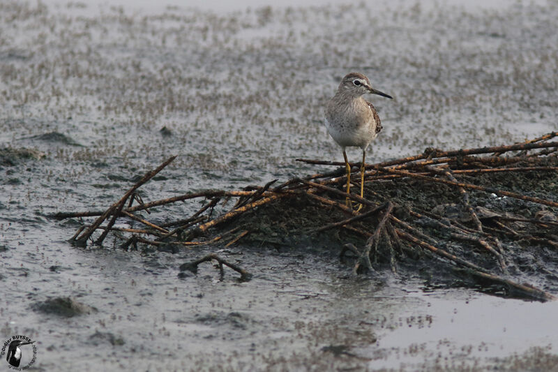 Wood Sandpiperadult, identification