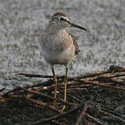 Wood Sandpiper