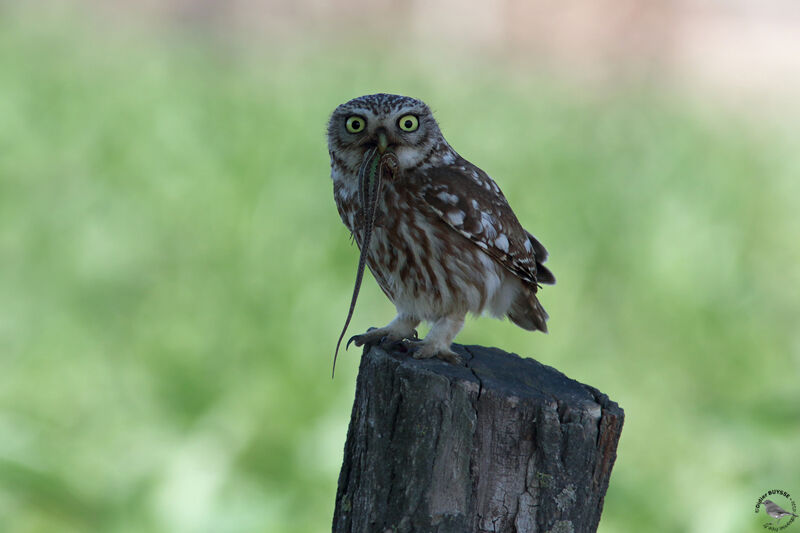 Little Owladult, identification, feeding habits, fishing/hunting