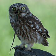 Little Owl