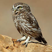 Little Owl