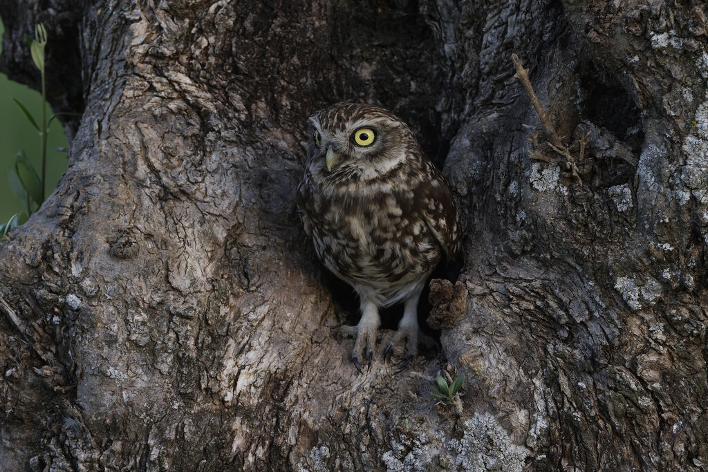 Chevêche d'Athéna, habitat, Nidification