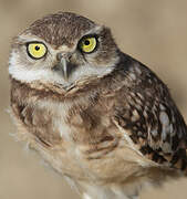 Burrowing Owl