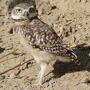 Burrowing Owl