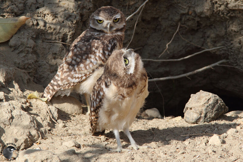 Burrowing Owl