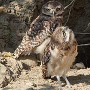 Burrowing Owl