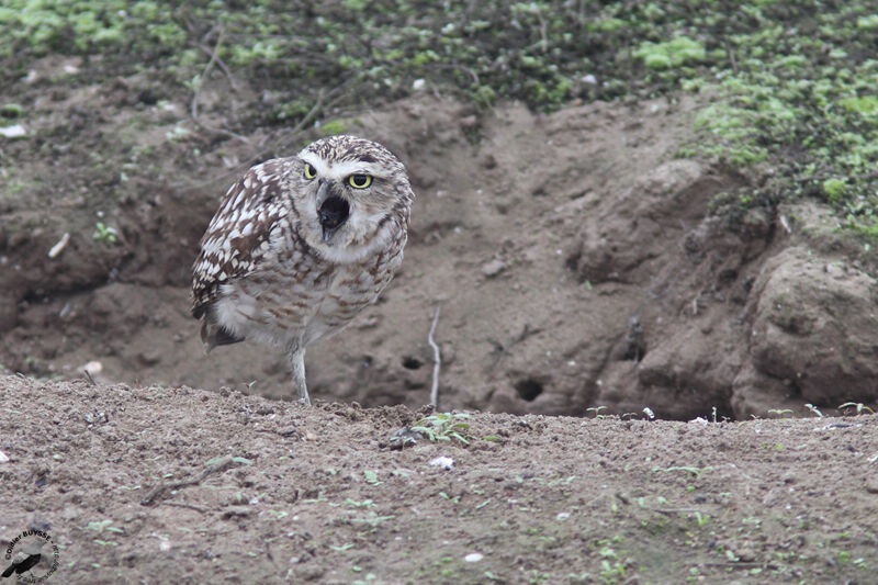 Burrowing Owladult, identification, feeding habits, Behaviour