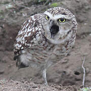 Burrowing Owl