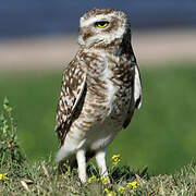 Burrowing Owl