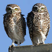 Burrowing Owl