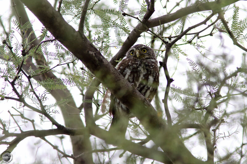 Ferruginous Pygmy Owladult, identification