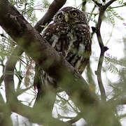 Ferruginous Pygmy Owl