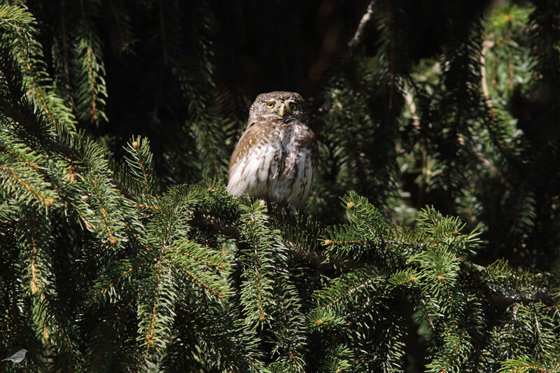 Chevêchette d'Europeadulte, identification, habitat