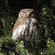 Eurasian Pygmy Owl