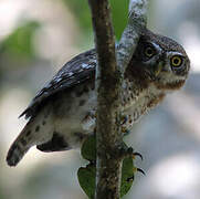 Cuban Pygmy Owl