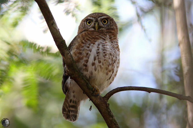 Cuban Pygmy Owladult, close-up portrait