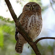 Cuban Pygmy Owl