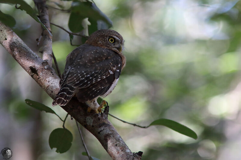 Cuban Pygmy Owladult, identification, fishing/hunting