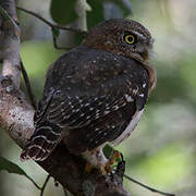 Cuban Pygmy Owl