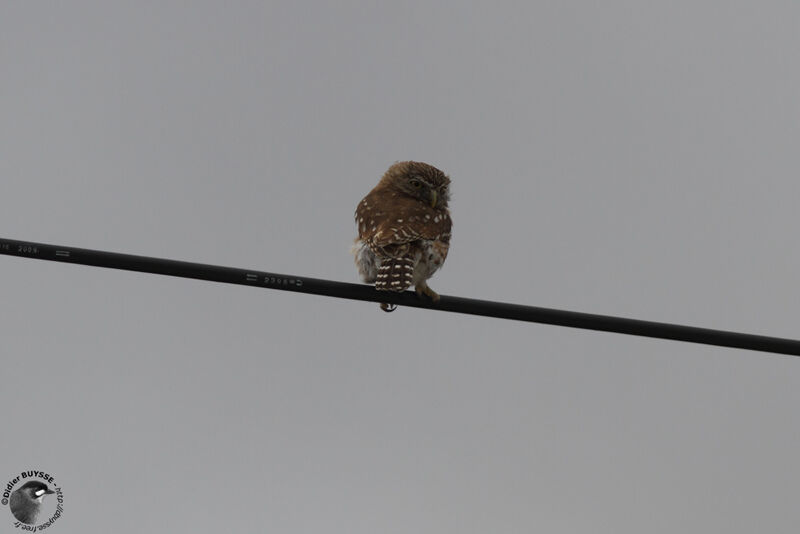 Pacific Pygmy Owladult, identification