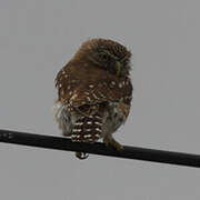 Pacific Pygmy Owl