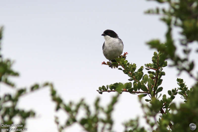 Black-capped Warbling Finchadult, identification