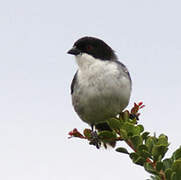 Black-capped Warbling Finch