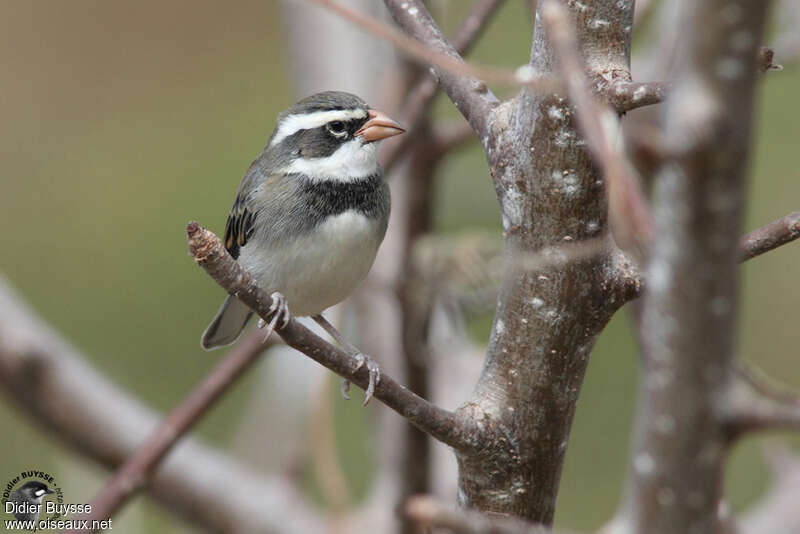 Collared Warbling Finch male adult breeding, identification