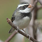 Collared Warbling Finch