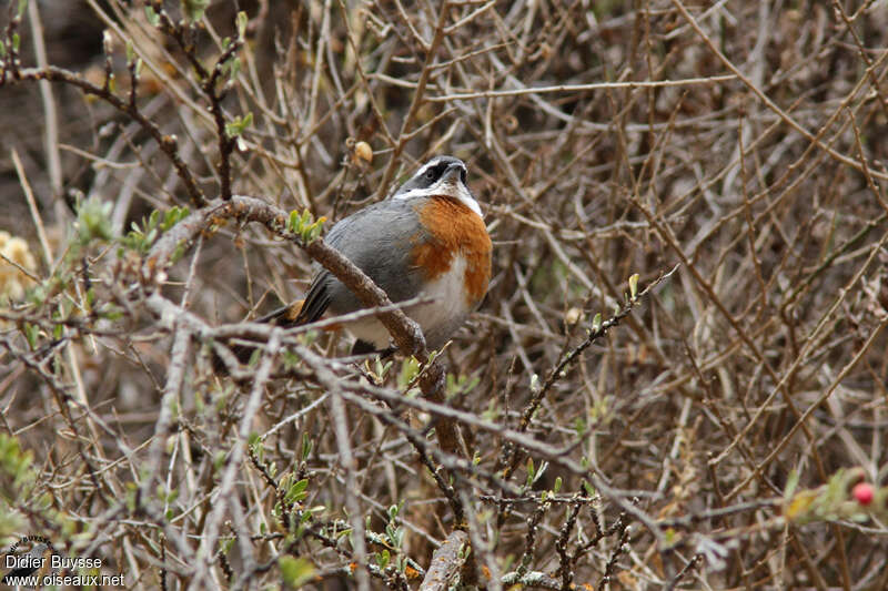 Chestnut-breasted Mountain Finchadult, habitat, pigmentation