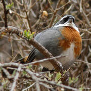 Chestnut-breasted Mountain Finch