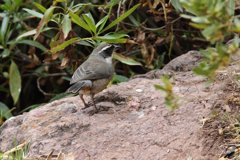 Chestnut-breasted Mountain Finchadult, identification