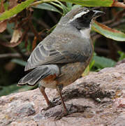 Chestnut-breasted Mountain Finch