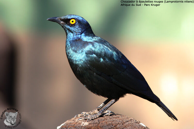 Cape Starlingadult, identification