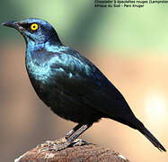 Cape Starling