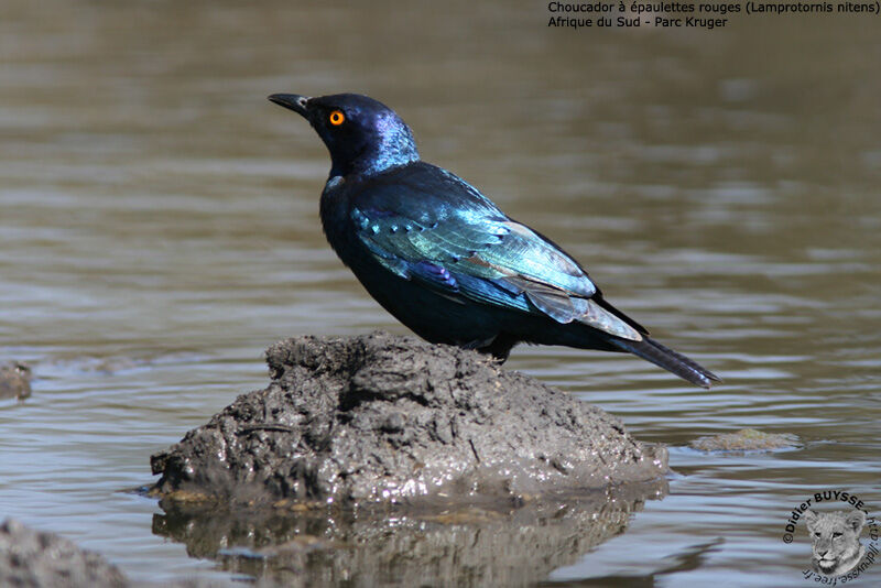 Cape Starling