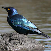 Cape Starling