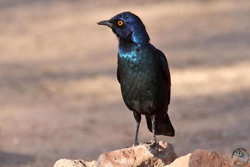 Cape Starlingadult, identification