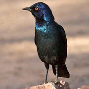 Cape Starling