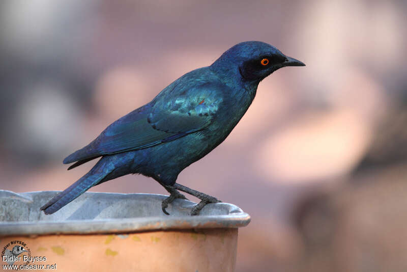 Cape Starlingadult, identification