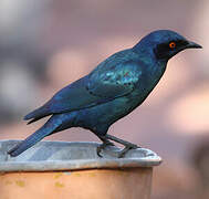 Cape Starling