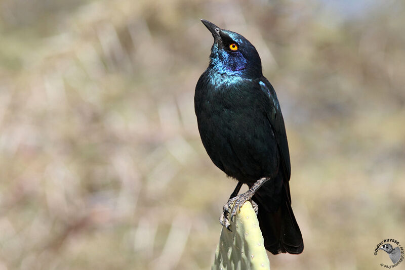 Cape Starlingadult, identification