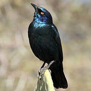 Cape Starling